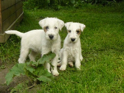 De pepper harrow - les chiots à 3 mois 