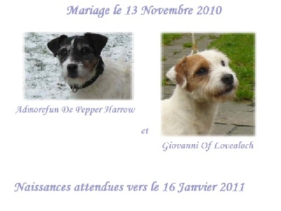 De pepper harrow - Mariage Admorefun De Pepper Harrow et CH.Giovanni of Lovealoch