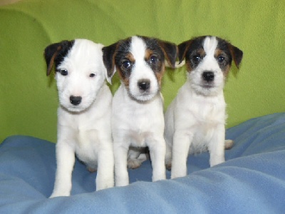 De pepper harrow - Encore 3 chiots disponibles