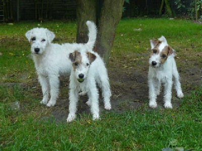 De pepper harrow - Nouvelles photos des chiots à 4 mois et demi