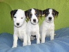  - Encore 3 chiots disponibles