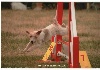  - finale GRAND PRIX de France AGILITY