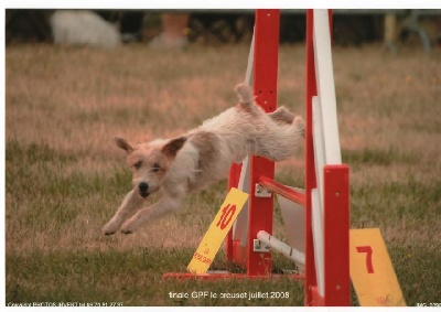 De pepper harrow - finale GRAND PRIX de France AGILITY