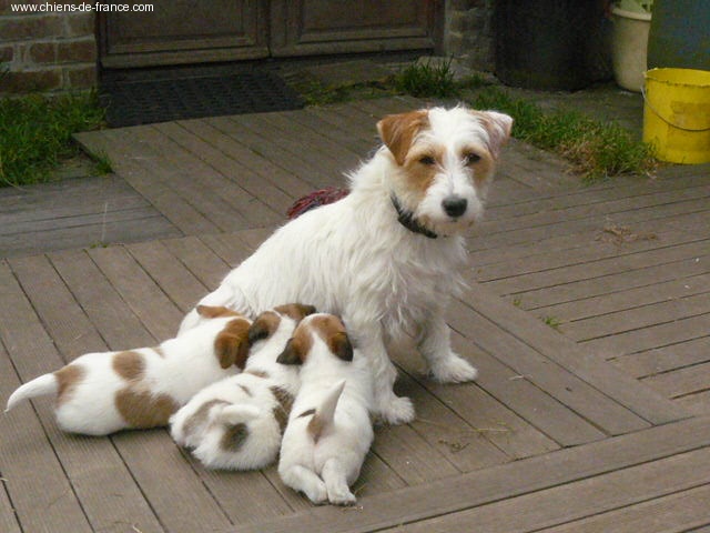 De pepper harrow - Jack Russell Terrier - Portée née le 06/08/2007