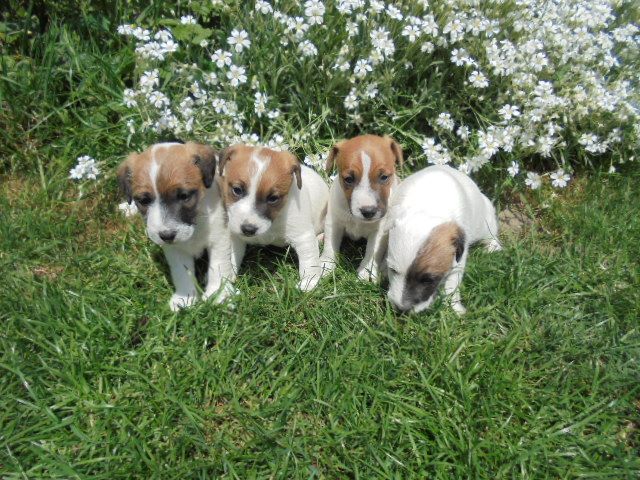 De pepper harrow - Parson Russell Terrier - Portée née le 18/04/2018