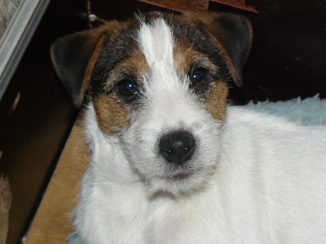 De pepper harrow - Parson Russell Terrier - Portée née le 03/11/2013