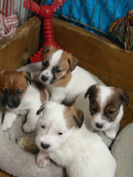 De pepper harrow - Jack Russell Terrier - Portée née le 14/12/2008