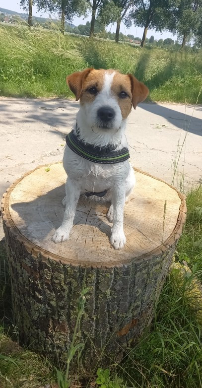 Jeune femelle parson 6 ans et demi cherche panier retraite