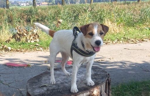De pepper harrow - Jeune femelle 6 ans cherche panier retraite 