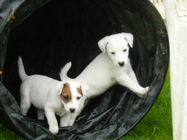 chiots