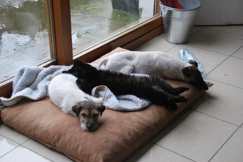 Les chiots qui ont quitté la maison