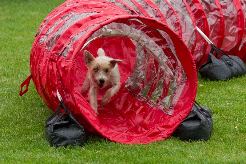 L 'agility