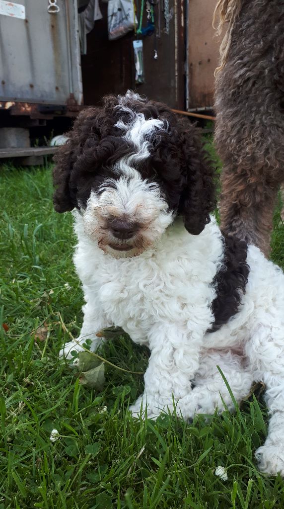 De pepper harrow - Chien d'eau espagnol - Portée née le 10/05/2019