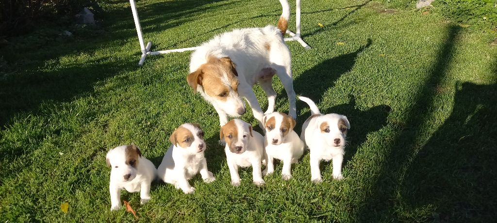 Chiot Parson Russell Terrier De pepper harrow